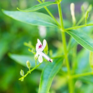 Andrographis paniculata