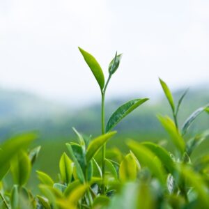 zielona herbata (Camellia sinensis)