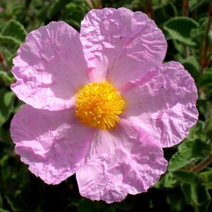 Czystek kreteński (Cistus creticus)