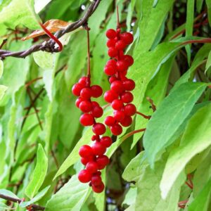 Cytryniec chiński (Schisandra chinensis)