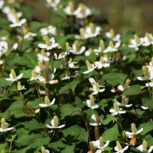 Zioło pstrolistki sercowatej (Houttuynia cordata)