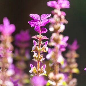 tarczyca bajkalska (Scutellaria baicalensis)